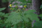 Hairy leafcup